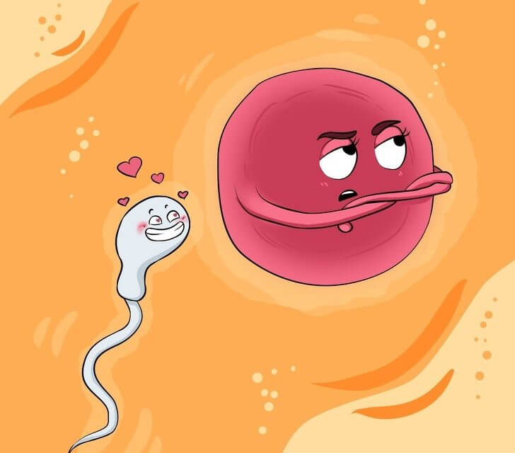 Dibujo de un espermatozoide ligando con un óvulo